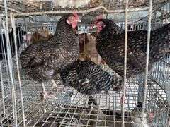 3 Plymouth Rock Laying Hens