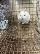 Netherland Dwarf Bred Doe - 2 Yrs Old
