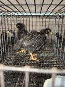 4 Diamond Dutchess Pullets - Blue Egg Layers