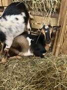 Tri Color Nigerian Dwarf Nanny w/ Blue Eyes - 4 Mos Old