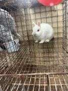 Netherland Dwarf Bred Doe - 2 Yrs Old