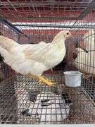 2 Amberlink Pullets