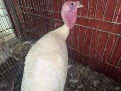 Heritage Tom Turkey - 5 Months Old