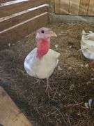 White Hen Turkey