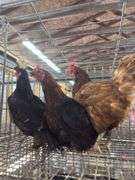 3 Hens - 1 Rhode Island, 1 Crested & 1 Mix