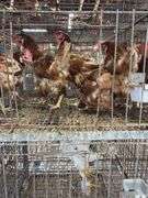5 Golden Comet Laying Hens