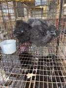 3 Bearded Silkies - 1 Silkie & 2 Showgirl