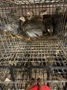 4 French Pearl & Pied Guinea Keets
