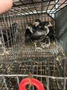 5 White Face Black Spanish Pullets