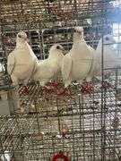 4 Homer Pigeons