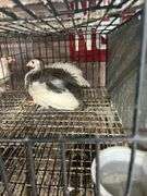 2 Guineas - 1 White 1 Pearl