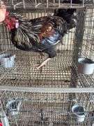 Easter Egger Rooster