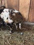 Brown & White Nigerian Dwarf Billy
