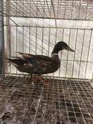 Mallard Drake