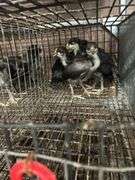 5 White Face Black Spanish Pullets