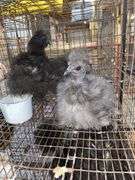 3 Bearded Silkies - 1 Silkie & 2 Showgirl