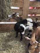 Black & White Spotted Nigerian Dwarf Billy