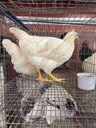 2 Amberlink Pullets