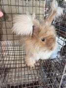 Peach English Angora Doe