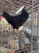 Black Australorp Rooster - 4 Mos Old