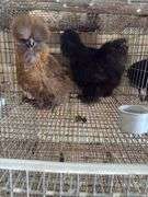 Stunning Pair of Show Quality Silkies