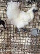 Silkie Rooster - 4 Mos Old