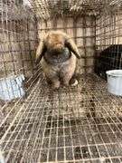 Brown Holland Lop Buck