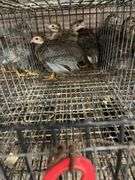 4 French Pearl & Pied Guinea Keets