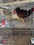 3 Roosters - 2 White Leghorn & 1 Rhode Island Rooster