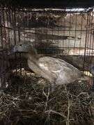 Chocolate Khaki Laying Hen "Pecan"