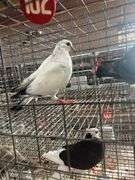 2 Homer Pigeons