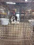 Brown & White Bunny