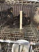 4 Plymouth Barred Rock Hens