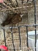 Purple Peachick