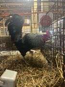 True Blue Rooster