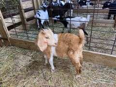 Tan & White Boer x Kiko Nanny