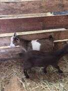 Brown & White Nigerian Dwarf Billy