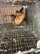 3 Appenzeller Chicks - 10 Wks Old