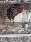 Barred Rock Rooster