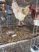 Rooster