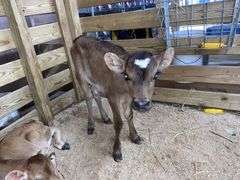 Crossbred Heifer Bottle Calf - Had Colostrum