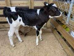 Holstein Heifer Bottle Calf - Had Colostrum