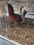 Easter Egger Rooster - 4 Months Old - Friendly