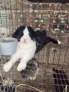 Holland Lop Doe - Exposed