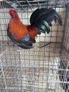 BB Red Banty Rooster