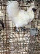 Silkie Rooster - 4 Mos Old