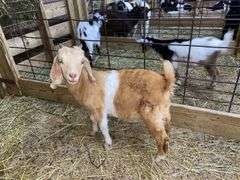 Tan & White Boer x Kiko Nanny