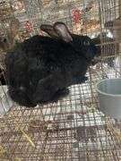Black Bunny