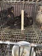 4 Plymouth Barred Rock Hens