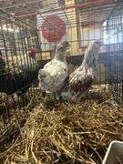 Pair Young Chickens - Tri Color Langshan Rooster "Doodle" & Blue/Black Langshan Hen "Pixie"